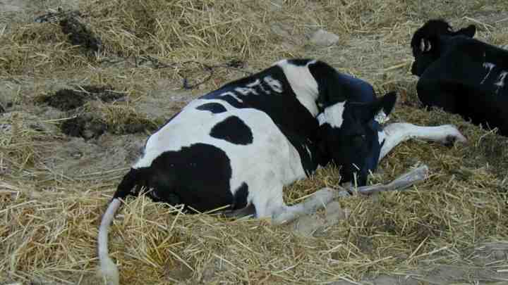 Корисні властивості сироватки з коров'ячого молока