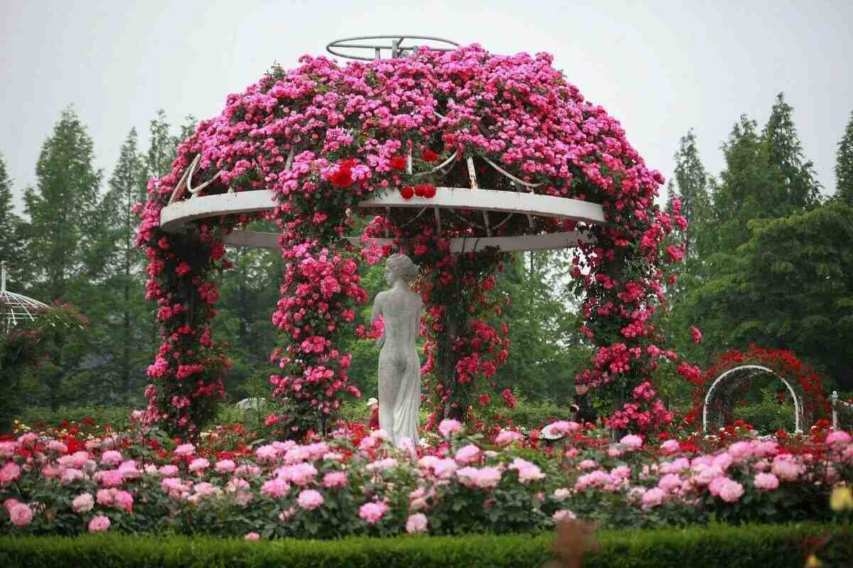 Найкраща прикраса для саду: розарій