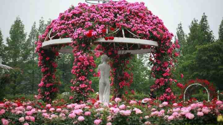 Найкраща прикраса для саду: розарій