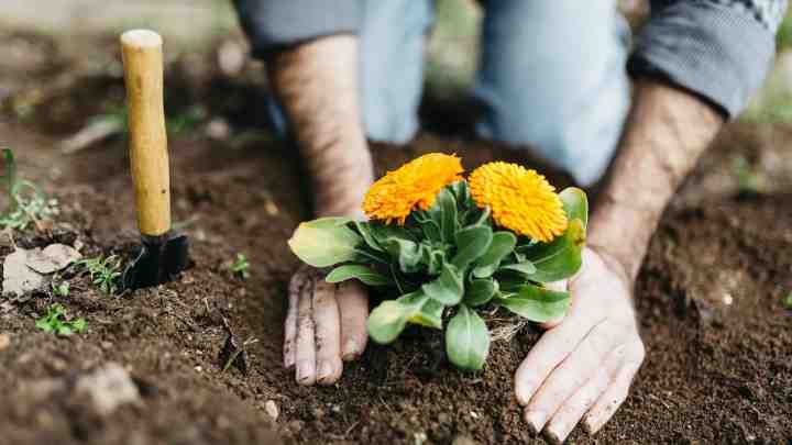 Посадка квітів насінням: поради садівників