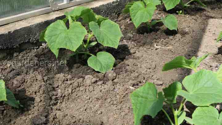 Вирощування розсади огірків
