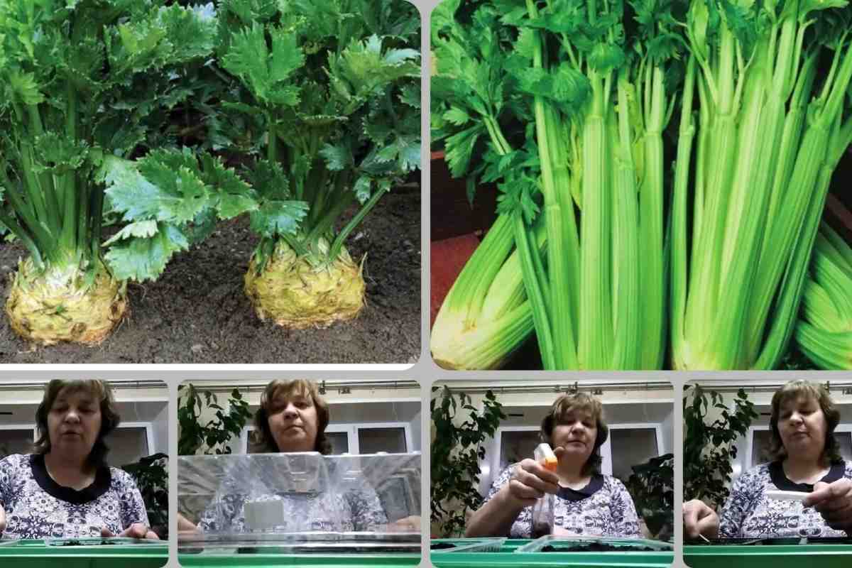 Як правильно вирощувати квіткову та овочеву розсаду