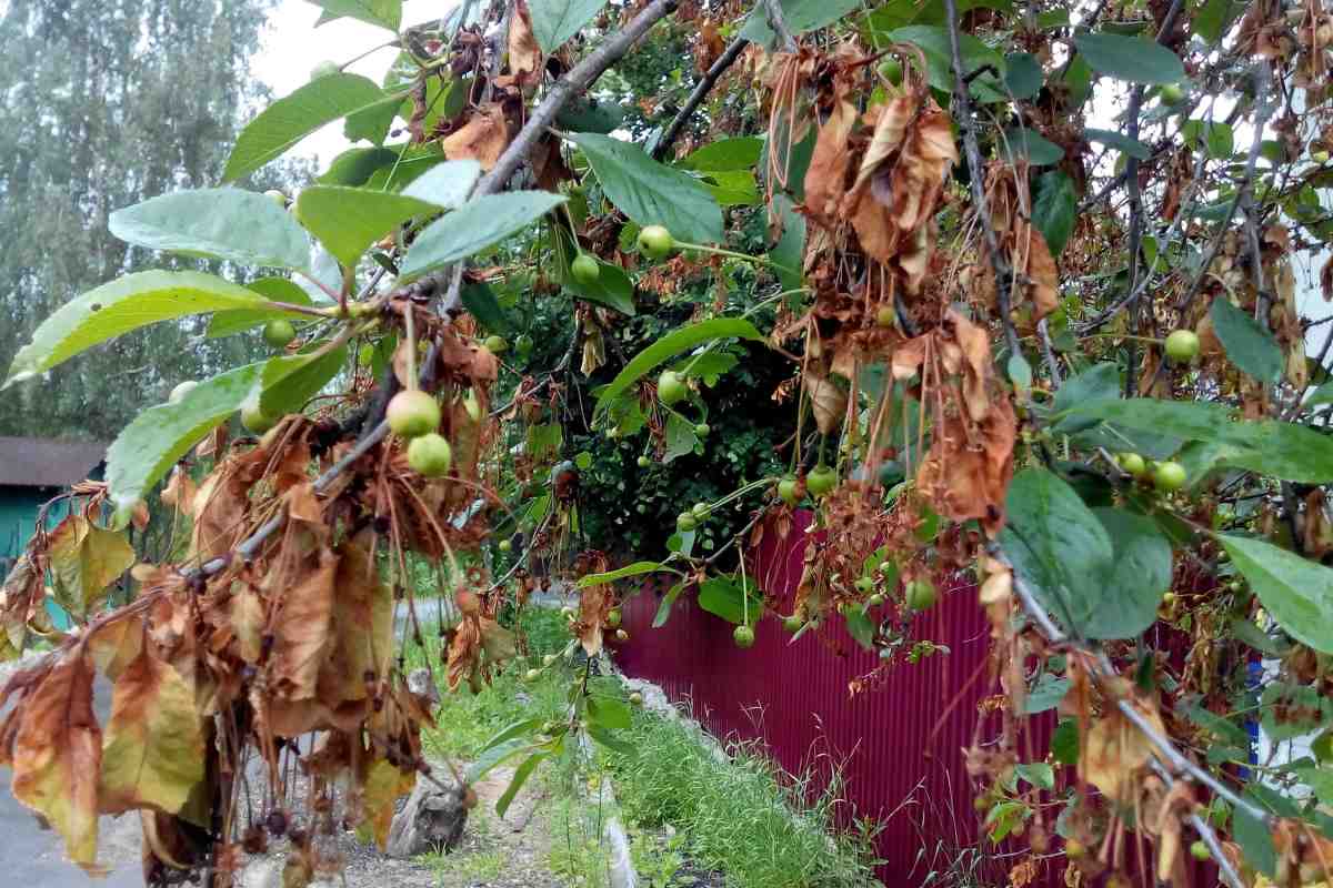 Хвороба вишні продовжує знищувати сади в долині Якима, США
