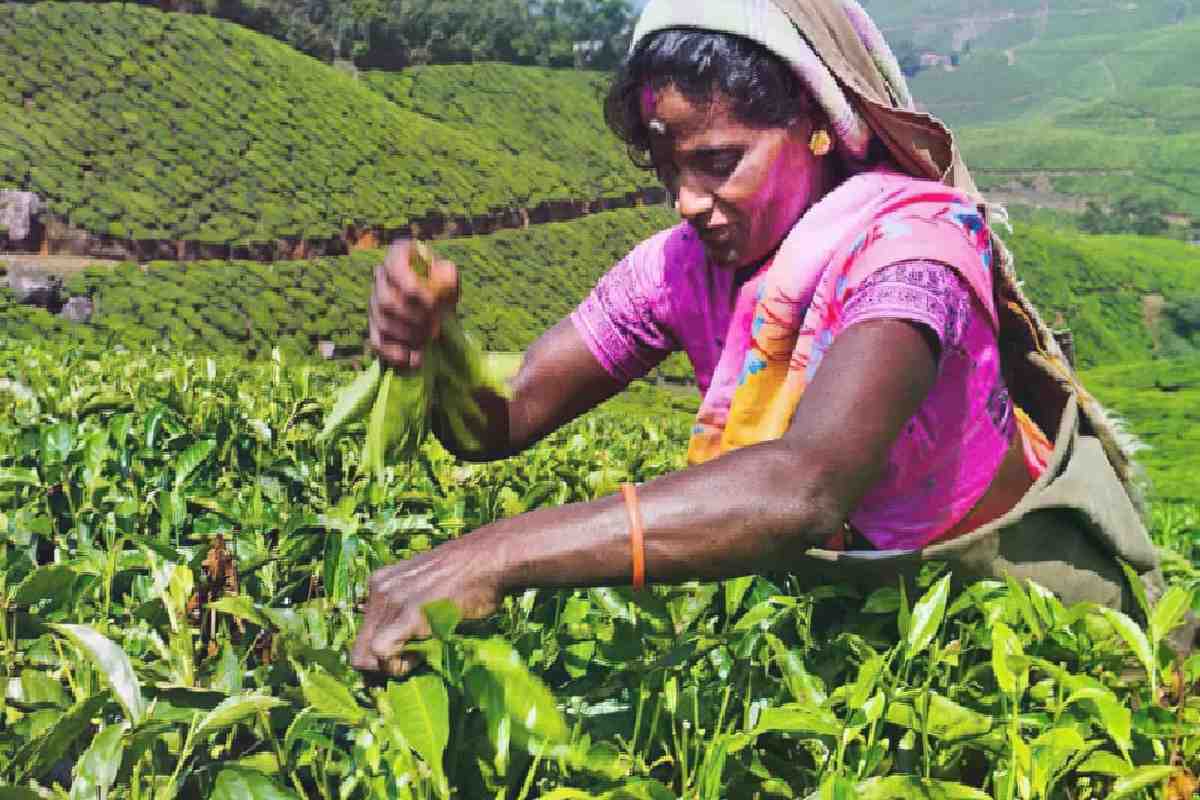 Виробництво чаю в Індії падає