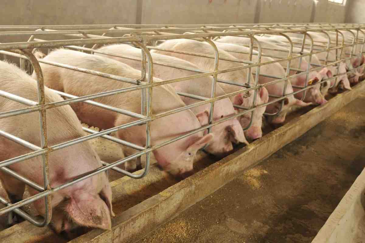 Кількість свиноферм у Баварії скорочується