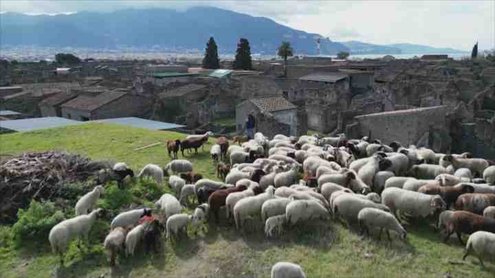 Величезні втрати овець у високогір'ї Патагонії через сильні хуртовини
