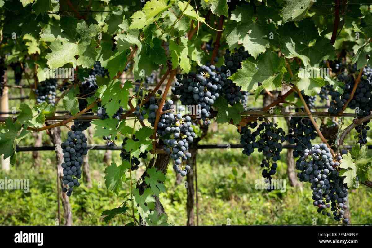 Якісному провину бути: у виноробних регіонах почали збирати урожай винограду