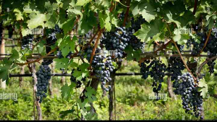 Якісному провину бути: у виноробних регіонах почали збирати урожай винограду