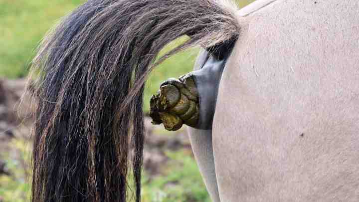 Народжений клон коня - врятує від вимирання виду