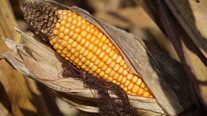 Прогнозується менший урожай кукурудзи в усьому світі