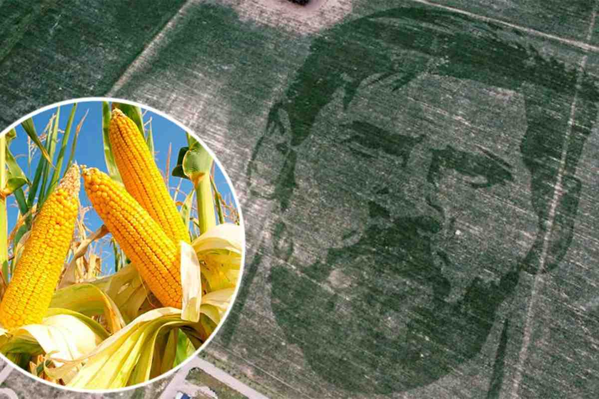 Аргентина схвалила використання ГМО пшениці