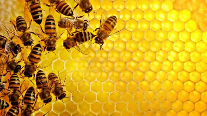 Дресированим бджолам вдалося збільшити урожай соняшнику