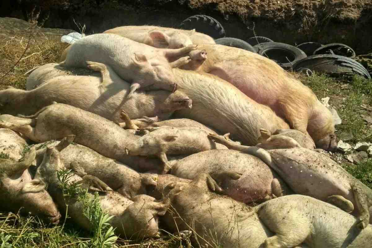 В Аргентині злодії зарізали свиней з перекинутої вантажівки на шосе
