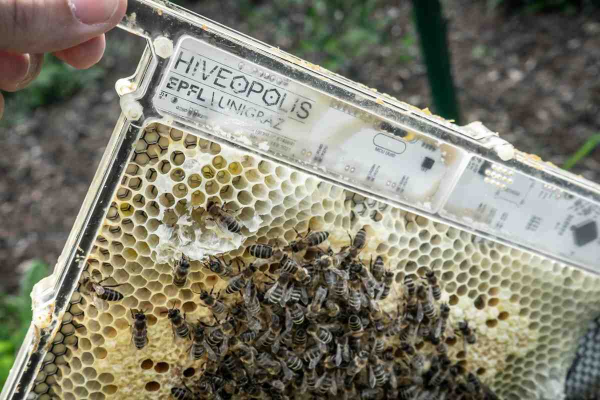 Бджолина служба доставки пестицидів