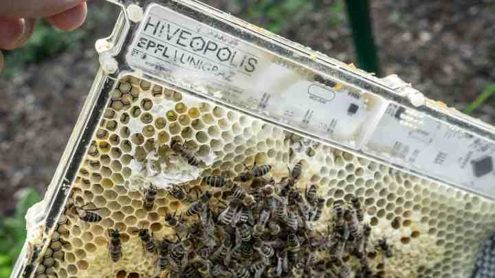 Бджолина служба доставки пестицидів