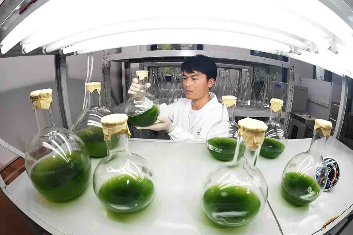 Китайські вчені проектують гібридну картоплю