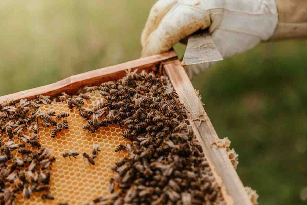 Тепер бджолам нестрашні пестициди