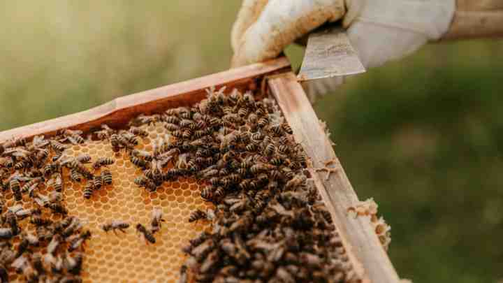 Тепер бджолам нестрашні пестициди