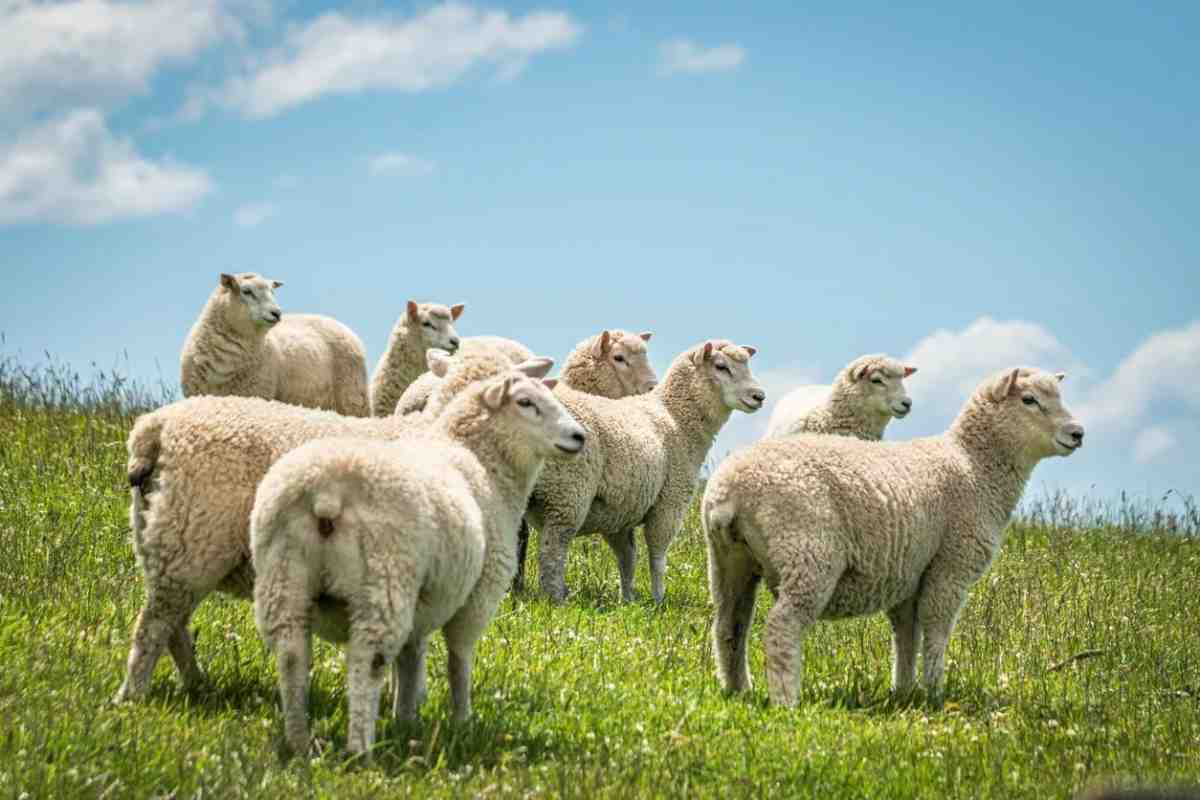 Ірландські вівці працюватимуть на благо громадськості