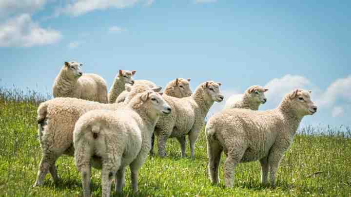 Ірландські вівці працюватимуть на благо громадськості