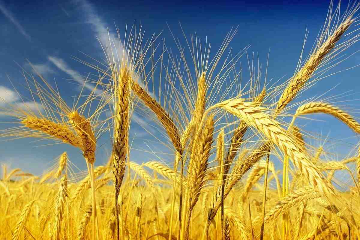 Вчені створили унікальну пшеницю