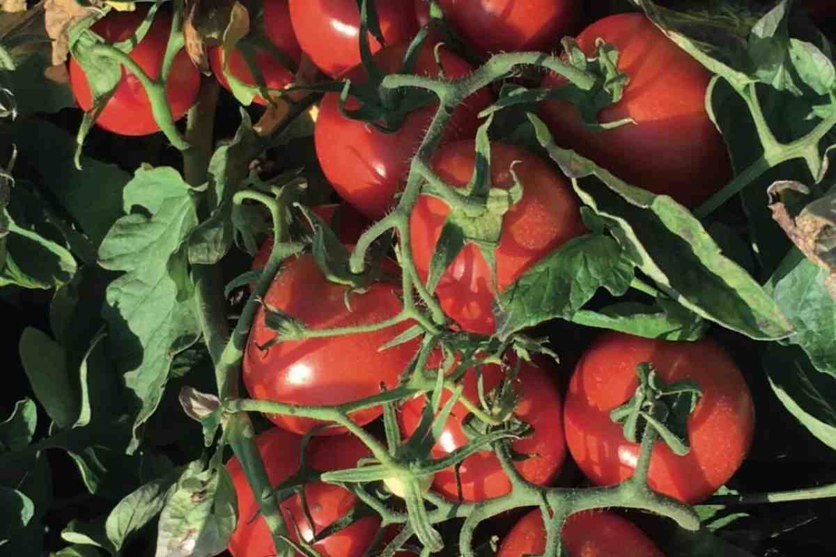 Нові японські томати знижують артеріальний тиск