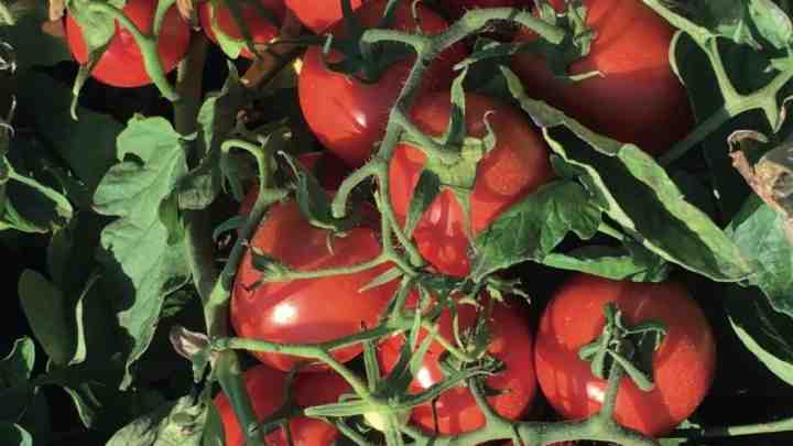 Нові японські томати знижують артеріальний тиск