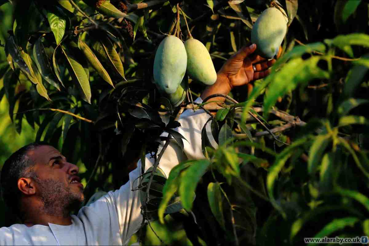Фермер виростив унікальний сорт манго