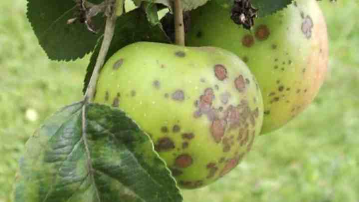 Як боротися з яблуневою паршею. Опис хвороби