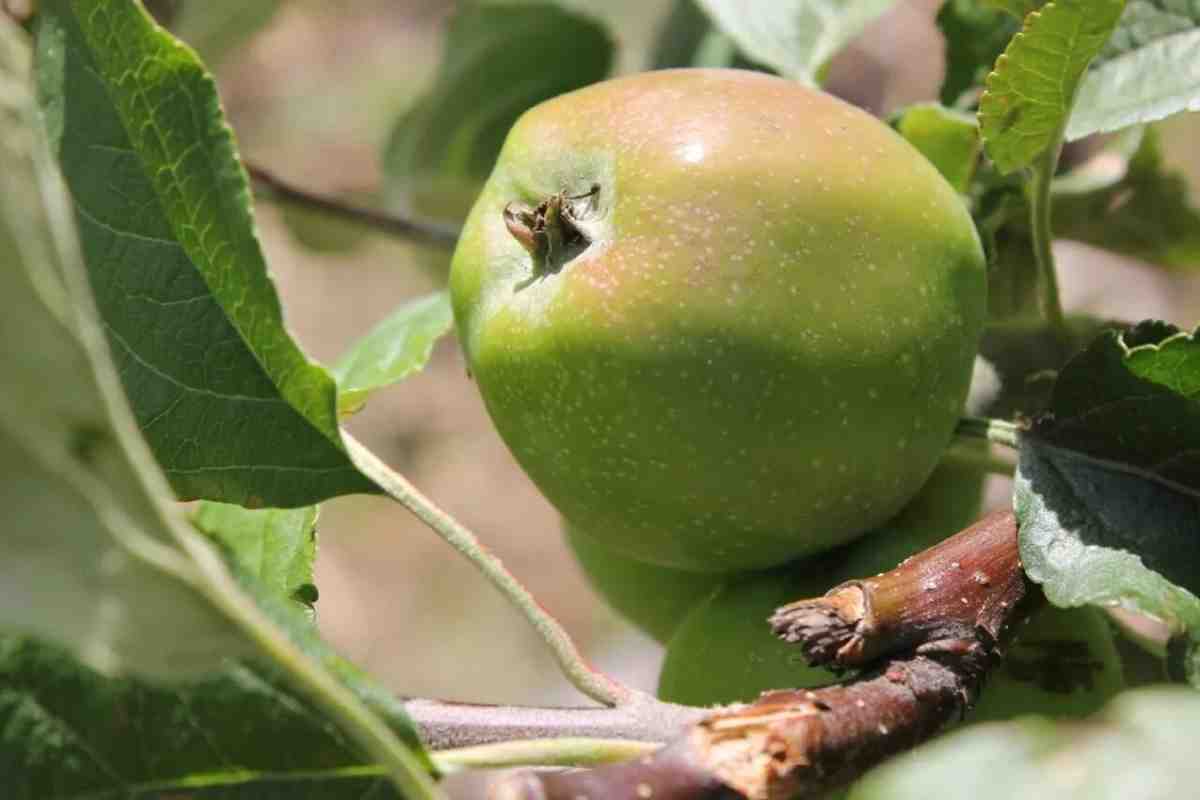 Чим обробити яблуні від парші влітку. Профілактична осіння обробка яблуень від парші