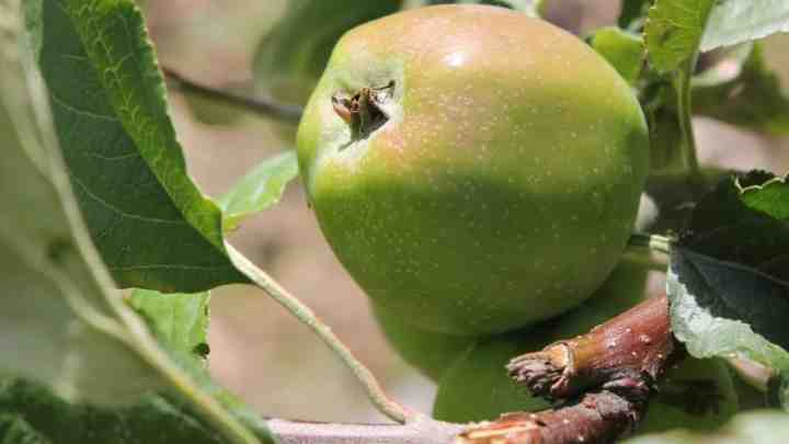 Чим обробити яблуні від парші влітку. Профілактична осіння обробка яблуень від парші