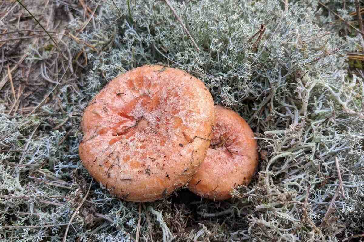 Що можна зробити з грибами рижиками. Страви з рудиками