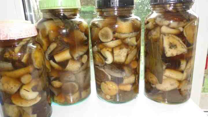 Як консервувати гриби на зиму в банках простий рецепт. Лісові гриби мариновані на зиму