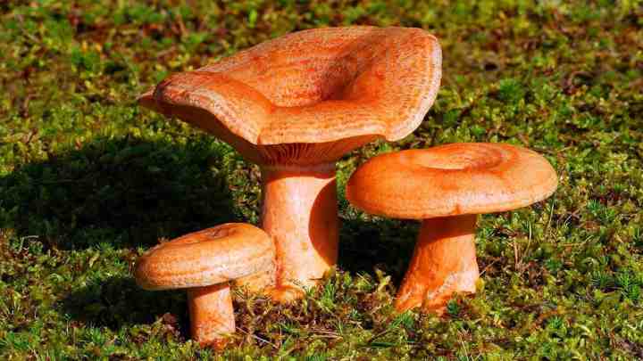 Скільки варити гриби рижики і як їх правильно готувати. Гриби рижики - де ростуть і як виглядають (фото)