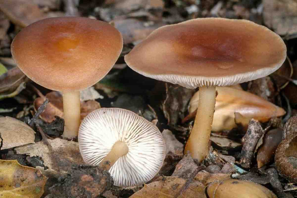 Гриби осінні пластинчасті їстівні. Пластинчасті гриби: фото їстівних з описом