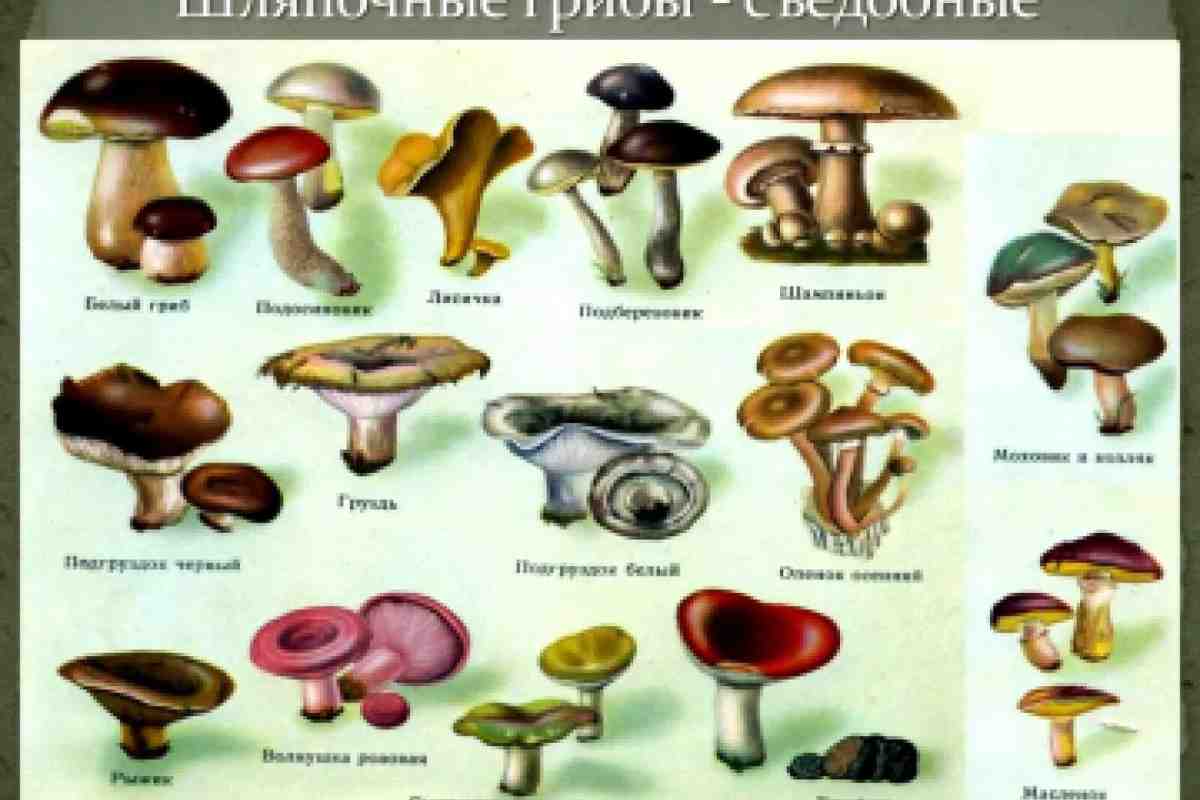 Скільки гриби ростуть за часом. Види вішенок і які гриби ростуть у лісі на землі