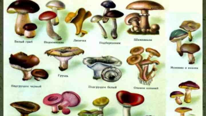 Скільки гриби ростуть за часом. Види вішенок і які гриби ростуть у лісі на землі