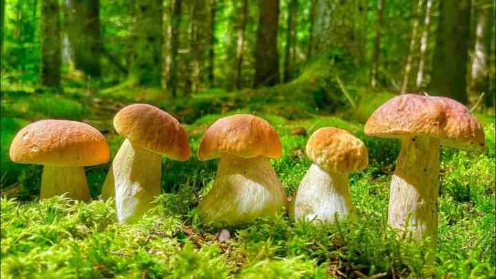 Коли після дощу з'являються гриби. Щоденник грибника. Швидкість росту грибів.