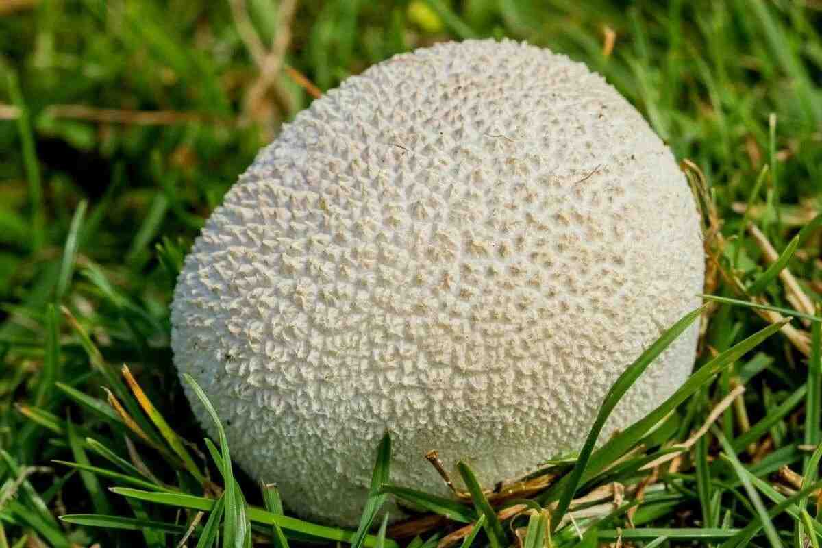 Чи їстівні дощовики гриби. Дощовик їстівний (Lycoperdon perlatum).