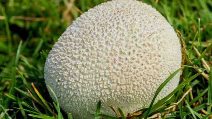 Чи їстівні дощовики гриби. Дощовик їстівний (Lycoperdon perlatum).