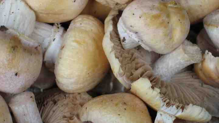 Як виглядають курочки гриби.