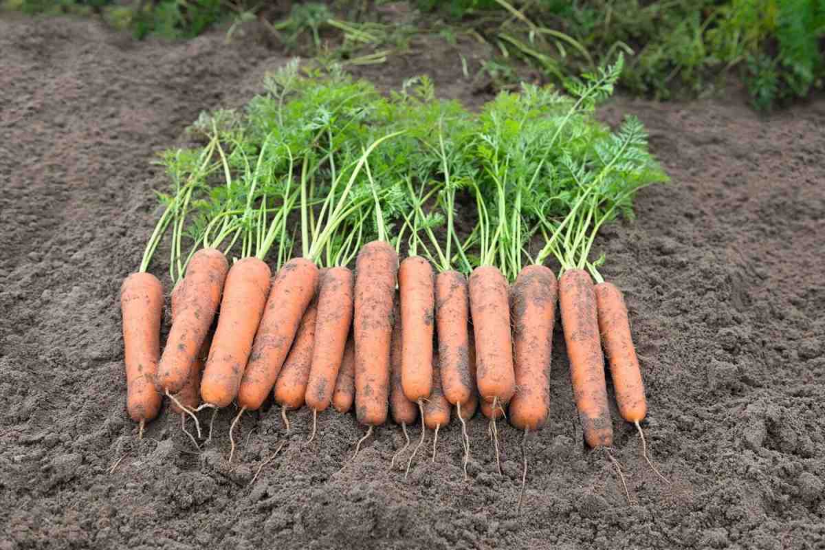 Найкращі попередники для буряків і моркви. Після яких культур саджати буряк