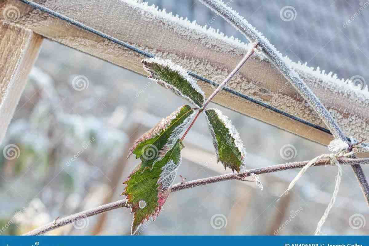 Як захистити рослини від заморозків. Диміння