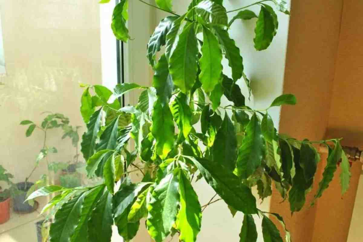 Як виростити вдома кімнатне дерево-кава із зерна. Кавове дерево кімнатне - опис