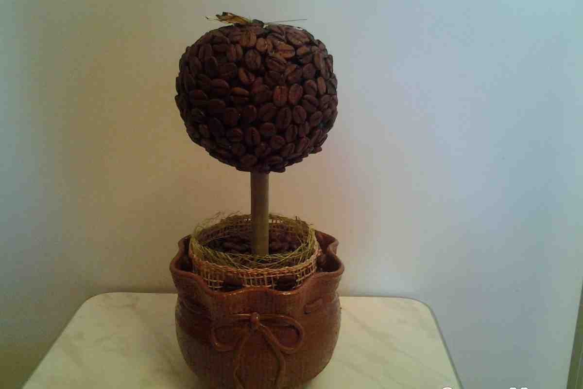 Як самостійно виростити кавове дерево. Вирощування кавового дерева з насіння