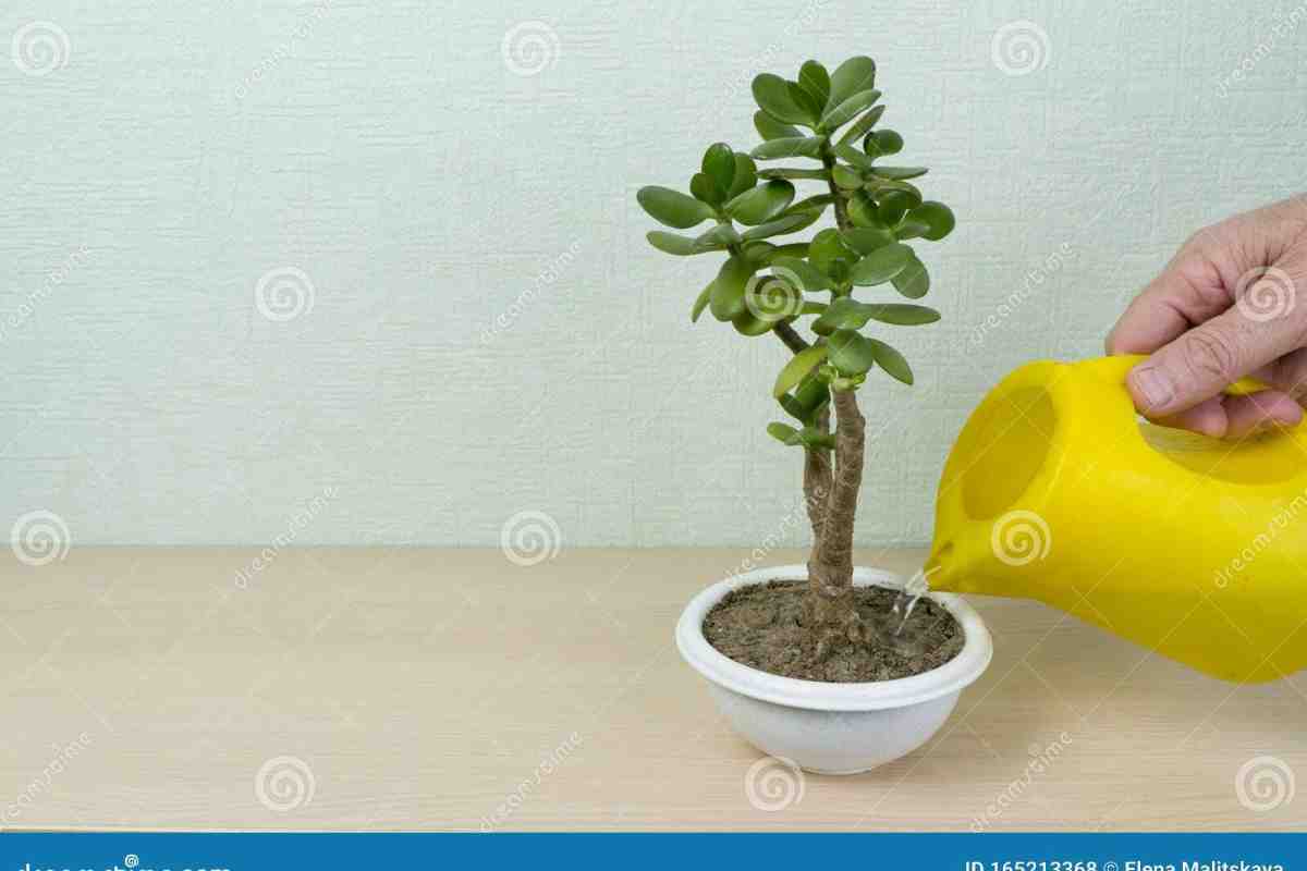 Як посадити відросток грошового дерева без коріння. Як правильно посадити відросток грошового дерева