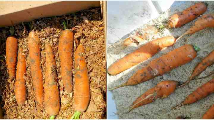 Як визначити коли прибирати моркву. Як визначити зрілість моркви за ознаками?